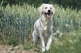 GOLDEN RETRIEVER 643